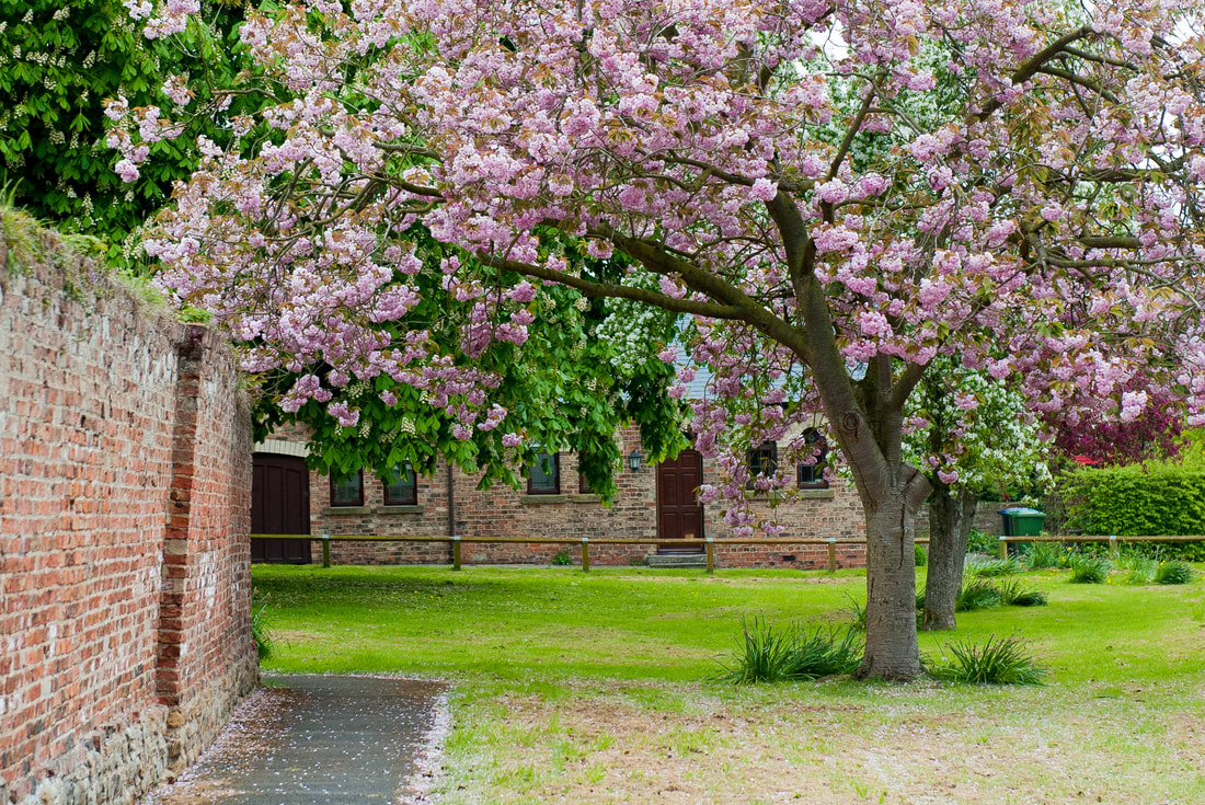 Cherry Blossom towards the Reading Rooms